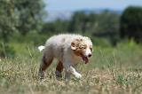 BERGER AUSTRALIEN PUPPIES 274